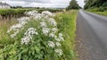 White flowers roadside river rural landscape Royalty Free Stock Photo