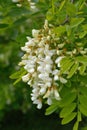 White flowers Robinia pseudoacacia