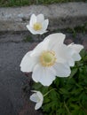 White flowers rockrose Cistus Halimium