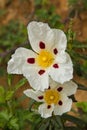White Flowers Rockrose Royalty Free Stock Photo