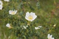 Rosa agrestis shrub in bloom Royalty Free Stock Photo