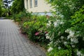 The white flowers of the Rosa multiflora bush and the pink flowers of the garden rose bush bloom in June. Germany Royalty Free Stock Photo