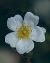 White Flowers in Rosoideae Subfamily: A minimalist shot taken from the top with a macro lens. Location: Kazakhstan