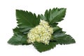 White flowers of the rowan tree with green leaves Sorbus intermedia Swedish whitebeam of species whitebeam on white background