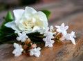 Scented jasmine white flowers on a brown rustic table.