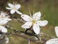 White flowers, Saint-Pere-sur-Loire, Loiret