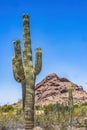 White Flowers Sajuaro Cactus Mountain Desert Botanical Garden Phoenix Arizona Royalty Free Stock Photo