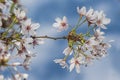 White flowers sakura spring blossoms