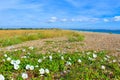 White flowers on Sandwich Bay shingle beach Kent UK Royalty Free Stock Photo