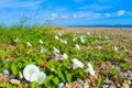 White flowers on Sandwich Bay shingle beach Kent UK Royalty Free Stock Photo