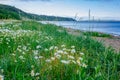 White flowers by the sea in Discovery Park of Seattle, USA Royalty Free Stock Photo