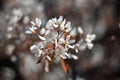 Flowering Serviceberry (Amelanchier)