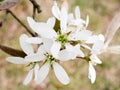 White flowers of serviceberry in spring