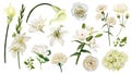 White flowers set, watercolor hand drawn vector Royalty Free Stock Photo