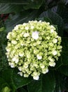 White flowers of sevenbark Royalty Free Stock Photo