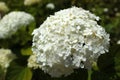 White flowers of sevenbark Hydrangea arborescens Royalty Free Stock Photo