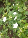 white flowers among shady green leaves