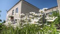 White flowers shakes the wind against the blue sky. Beautiful daisy flowers in the courtyard. Royalty Free Stock Photo