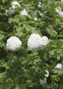 White flowers in the shape of balls bush,Blooming green shrub ornamental garden