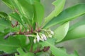 White flowers of shoebutton ardisia are on branch. Royalty Free Stock Photo