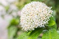 White flowers, Siamese white Ixora.