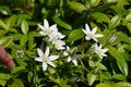 White flowers