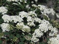 White flowers. Small blossom. Spring day. Sunny weather Royalty Free Stock Photo