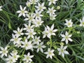 White flowers. Small blossom. Spring day. Sunny weather Royalty Free Stock Photo