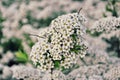 White flowers