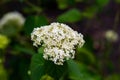 White flowers, with small round petals gathered in a large inflorescence.