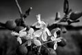 White flowers and small, spherical fruit of the paradise apple tree during autumn