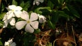 White flowers Royalty Free Stock Photo