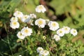 White flowers of sneezewort or Achillea ptarmica Royalty Free Stock Photo