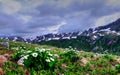 White flowers, snow capped mountains and storm clouds. Royalty Free Stock Photo