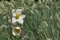 White flowers of Snowdrop Anemone flower, also called snowdrop windflower, latin name Anemonoides Sylvestris