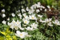 White flowers of the snowdrop anemone sylvestris, close up, retro tinted.