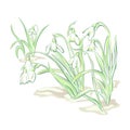 White flowers snowdrop, flowering plants to bloom. Spring time Royalty Free Stock Photo