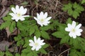 White flowers snowdrops in the wood