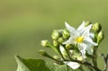 White flowers of Solanum Torvum in full bloom, among the blurry unbloomed flowers, half leaf support