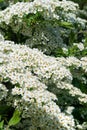 White flowers of spiraea Royalty Free Stock Photo