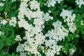 White flowers of spirea close-up on a green background