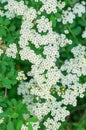 White flowers of spirea close-up on a green background