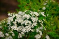 White flowers of spirea close up