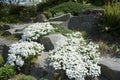 White flowers in spring in Bellevue Botanical garden