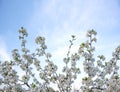 White flowers on a blooming tree against the sky.