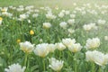 White flowers of spring decorative plant tulip in the park. Gardening and landscaping