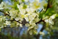 White flowers in a spring garden.