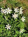 White flowers spring sweden