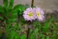 White flowers with stand of leaf