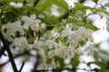 The white flowers still have dew drops.